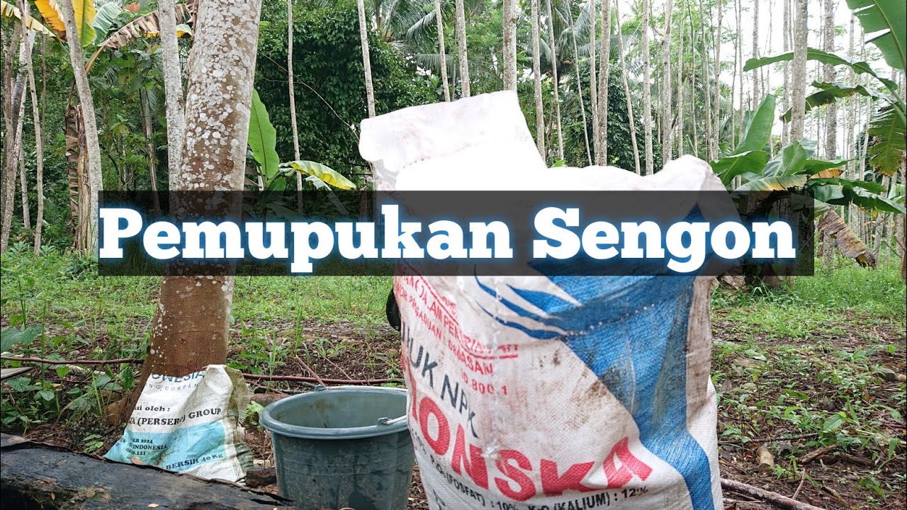 Pemupukan Sengon