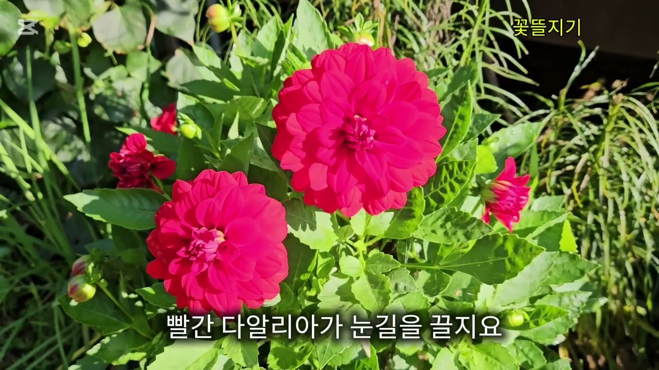 25년 한해 정원을 화사하게 해준 다년초 23가지 꽃들 / 정원에 심으면 좋은 다년초