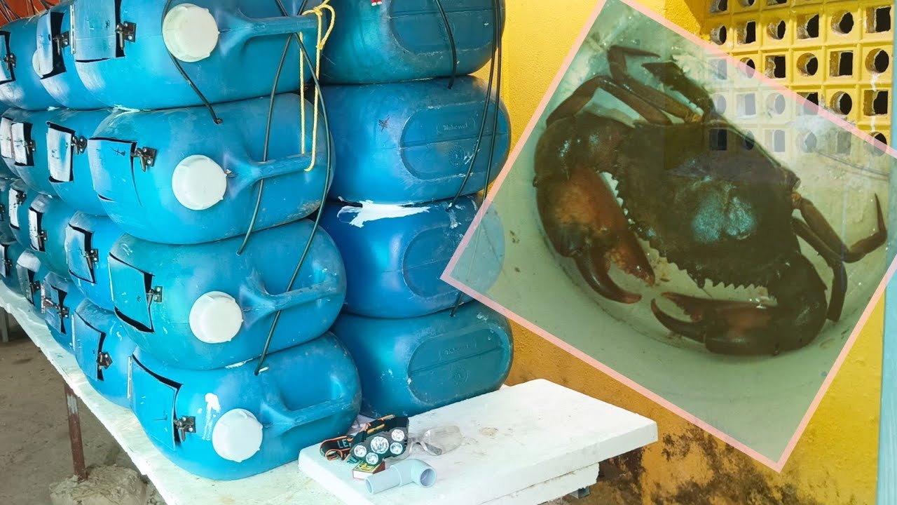 Self built vertical RAS | Mudcrab fattening concept and the advantages of the system.