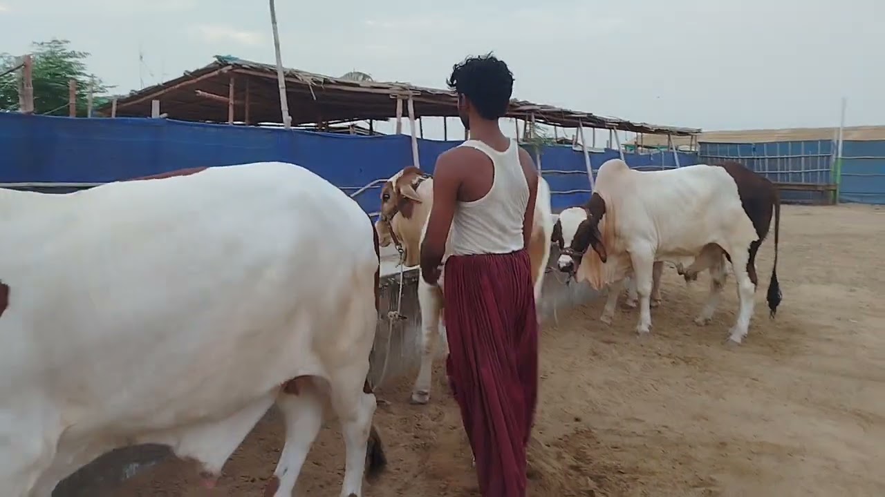 Usman ghani cattle farm 💚💚 14-08-2025 update..
