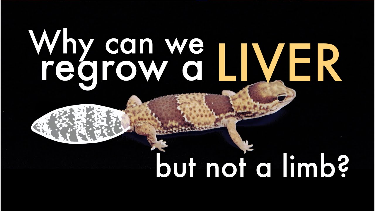 Why Can We Regrow A Liver (But Not A Limb)?
