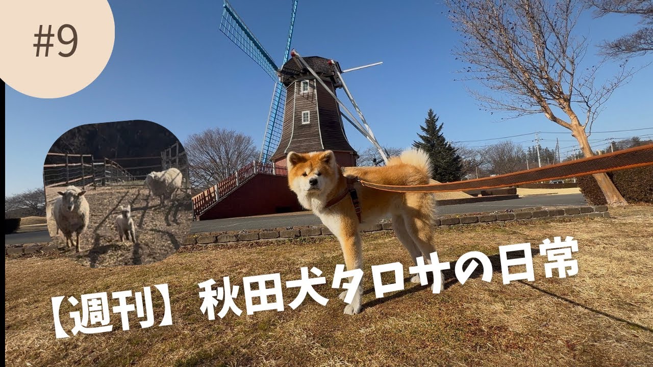 【週刊】秋田犬タロサの日常 vol.9