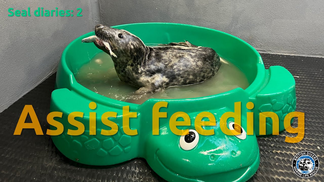 Seal diaries - fish school