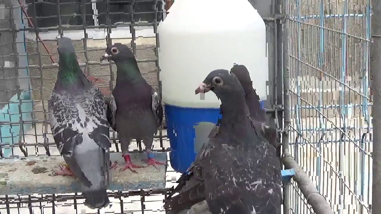 Racing Pigeons Breeder Mr Badin Vasile Braila Romania reproduction pigeons 2020 June 18 part 1