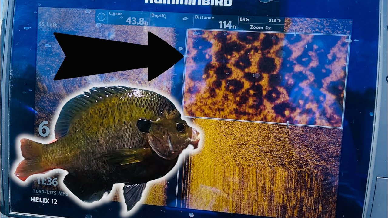 HOW TO LOCATE BLUEGILL BEDS ON SIDESCAN‼️ GIANT BLUEGILL FISHING 2024!!