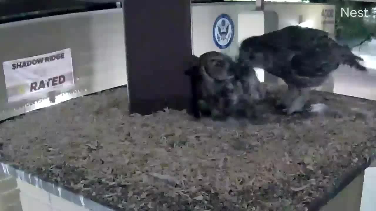 Shadow Ridge High School readying for new owlets on campus