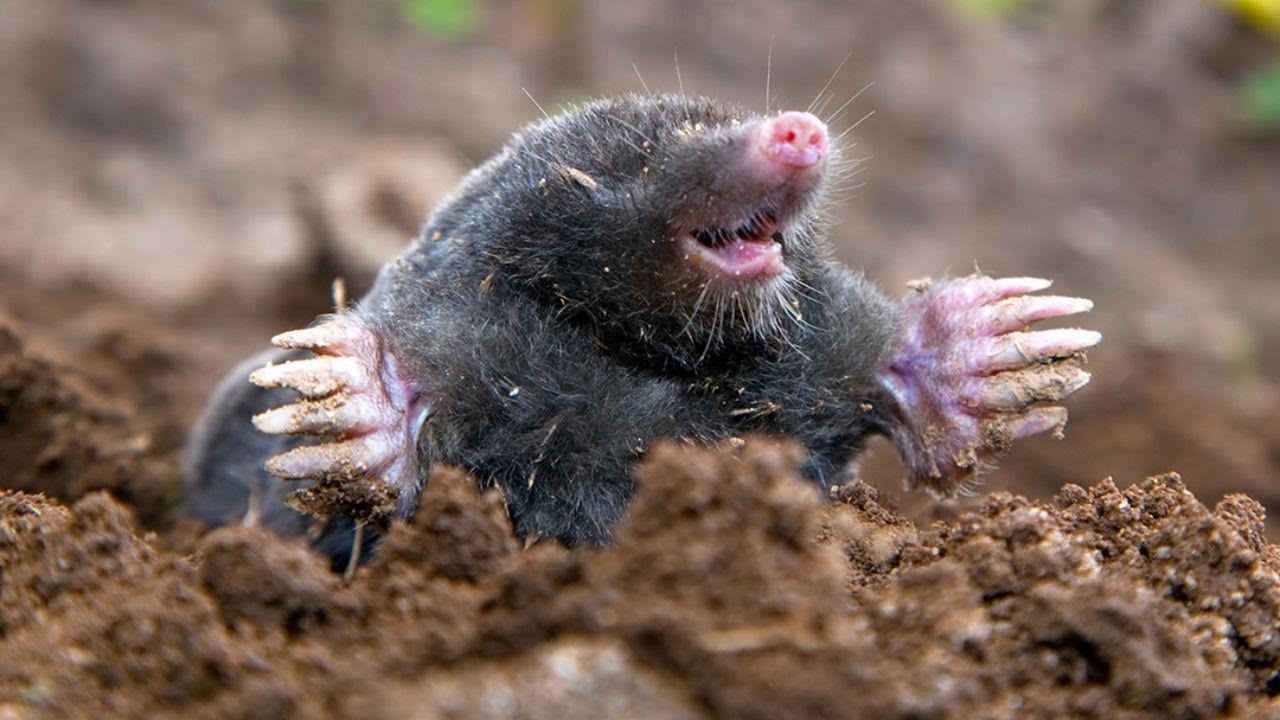 Adorable Wild Mole Montage: Exploring the Secret Lives of Cute Moles in their Natural Habitat 😍
