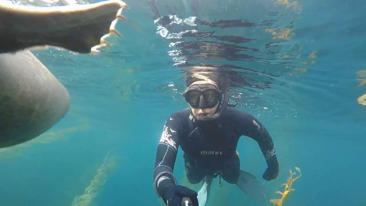 Seals in San Diego!