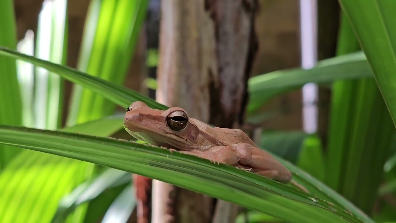Common Asian Tree Frog