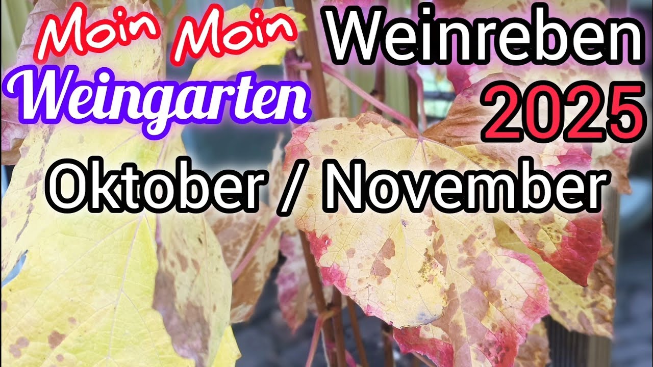 Weinrebe 2025 Oktober November das mache ich. Noch nicht zur&uuml;ck schneiden. Trauben einlagern. 