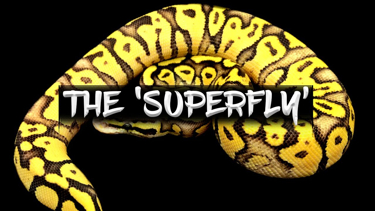 Шаровидный питон «Superfly»