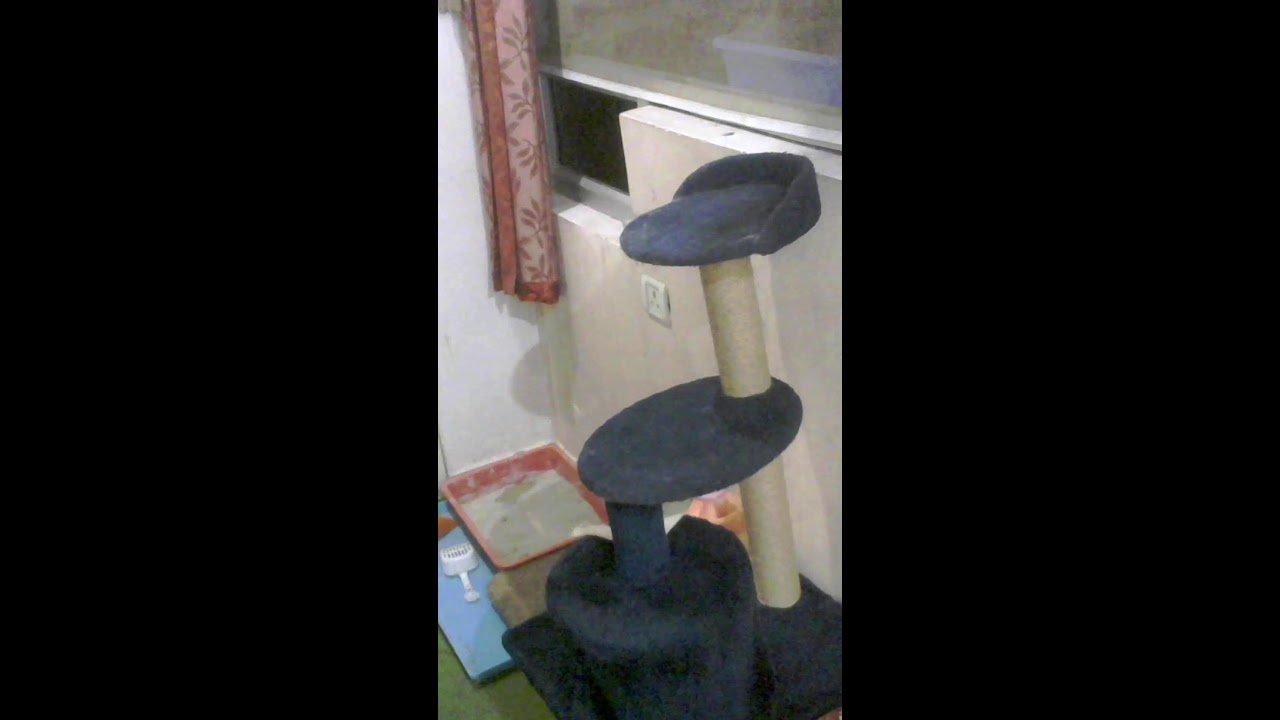 Cats Calony is Live