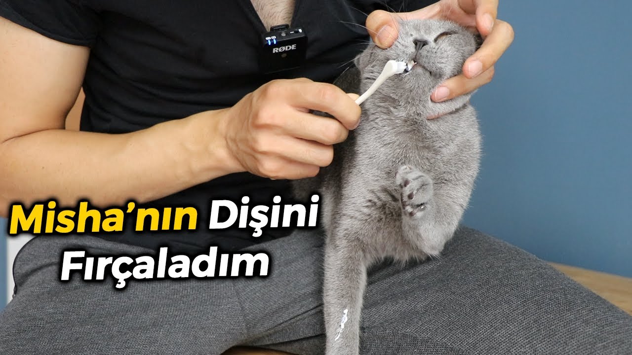 Misha'nın Dişlerini Fırçaladım (KEDİ DİŞ FIRÇALAMA)