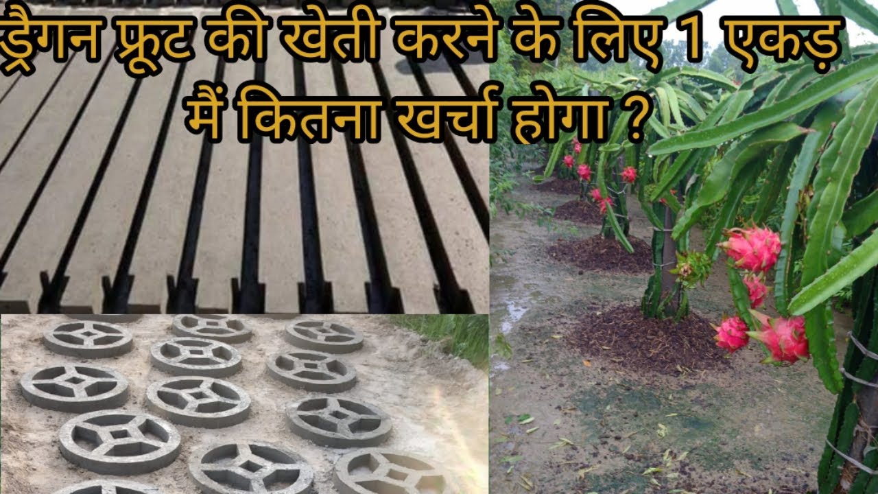 1 Acre Cost for Dragon fruit farming | Dragon fruit farming|Dragon | by Kisan Mitra