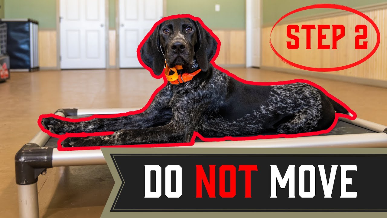 Teach Your Dog To Stay On Place Longer - Step 2