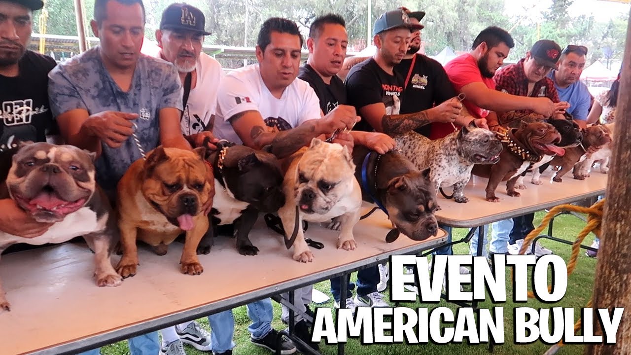 CONVIVENCIA AMERICAN BULLY BULDOGS Y MAS | EVENTO MÉXICO 2023