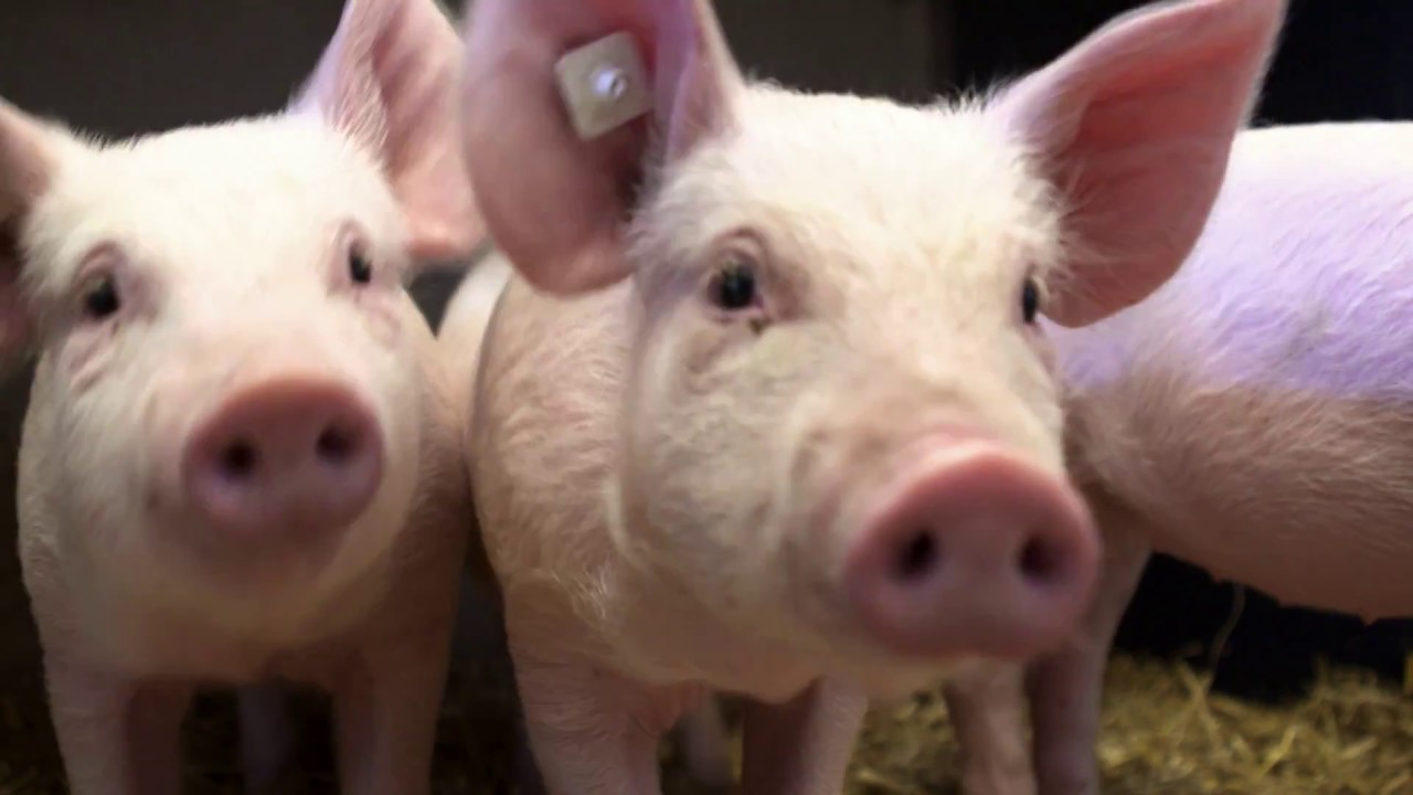Wie aus Ferkeln Mastschweine werden - Tier.Haltung.Verstehen (8/8)