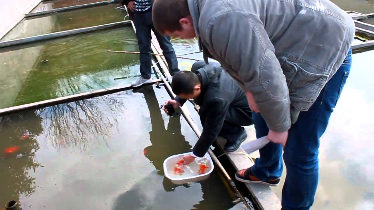 Selecting HQ Goldfish