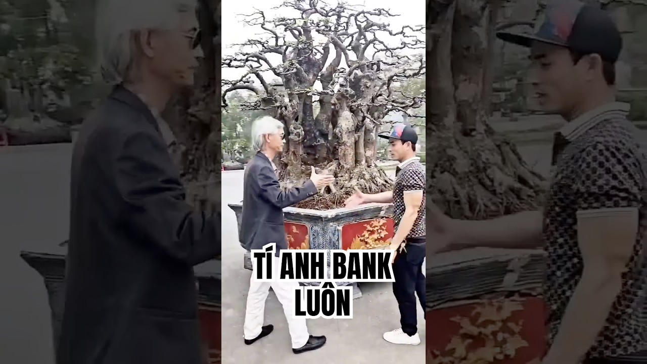 T&iacute; anh bank lu&ocirc;n | G&atilde; Đầu Bạc - Vua T&ugrave;ng  #gadaubac #tunglahan #caycanh #bonsaitree #bonsai