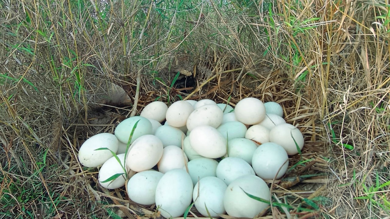 BEST UNIQUE FINDING!  pick a lot of eggs and snails on the tree stump pick a lot Best by hand