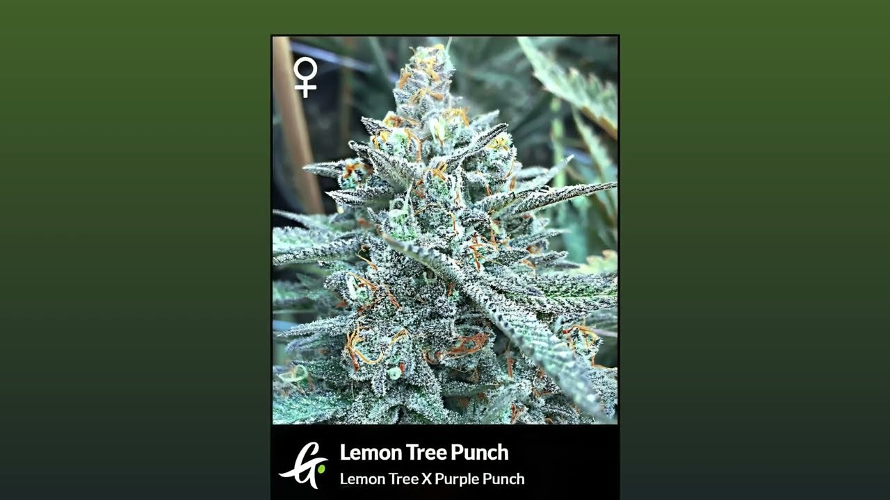 Lemon Tree Punch - Greenpoint Seeds