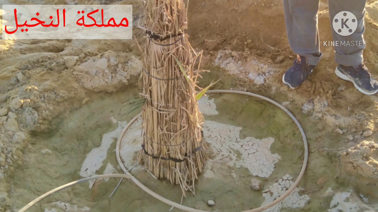 هام جدا للمهتمين بمجال النخيل ( المعاملات التي تجري على الفسائل قبل وأثناء وبعد الغرس)