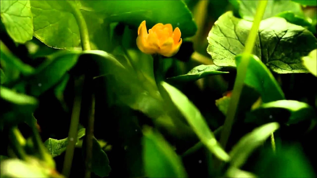 MoRpHO - 青い華