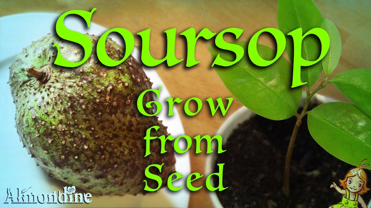 Grow SOURSOP from Seeds  |  Almondine