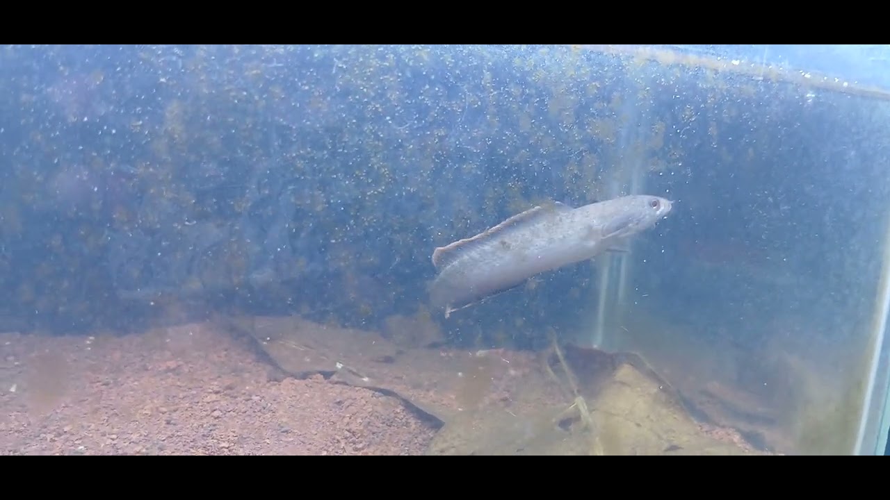 Tips merawat limbata dari size kecil