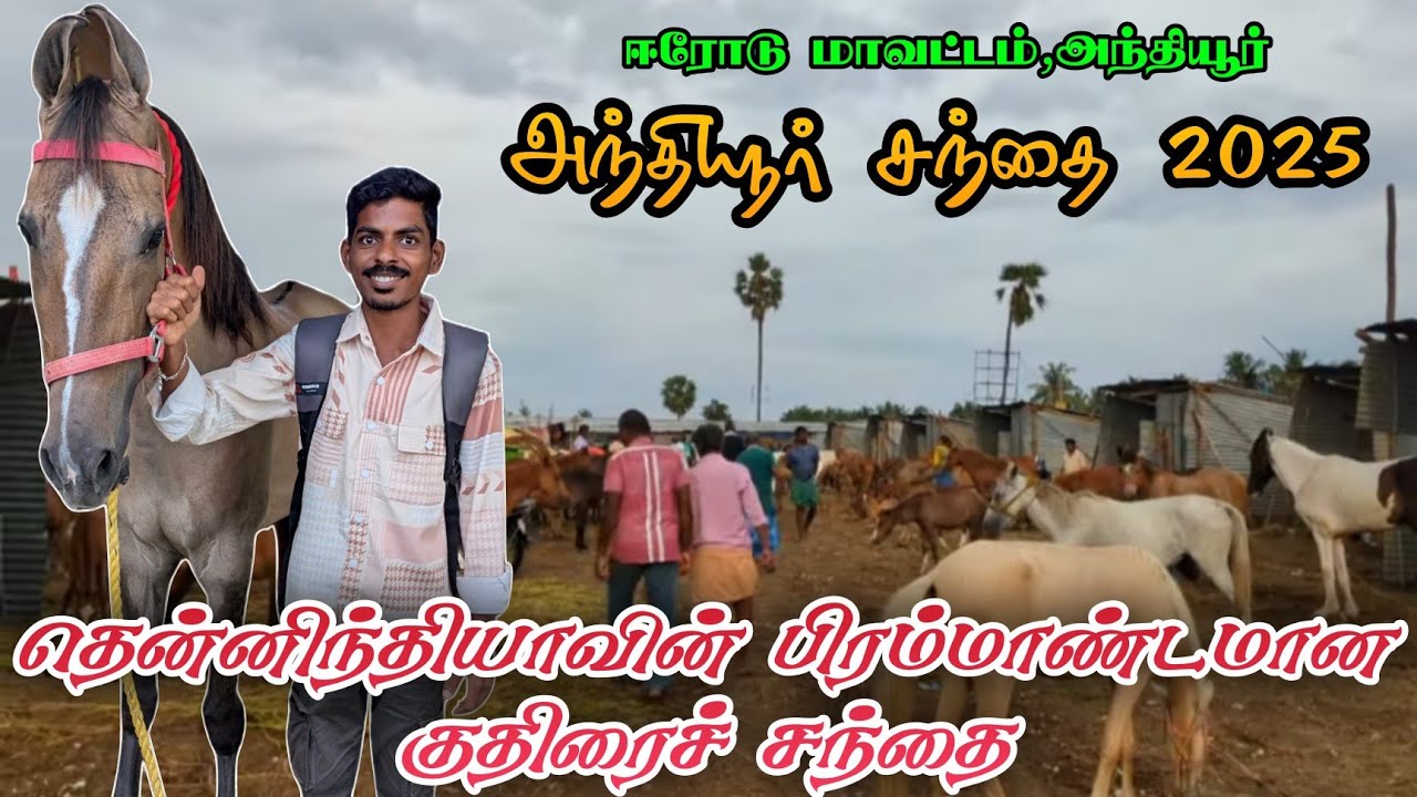 🔥தென்னிந்தியாவின் பிரம்மாண்டமான நாட்டு குதிரை சந்தை | அந்தியூர் சந்தை 2025 | COUNTRY HORSE MARKET 