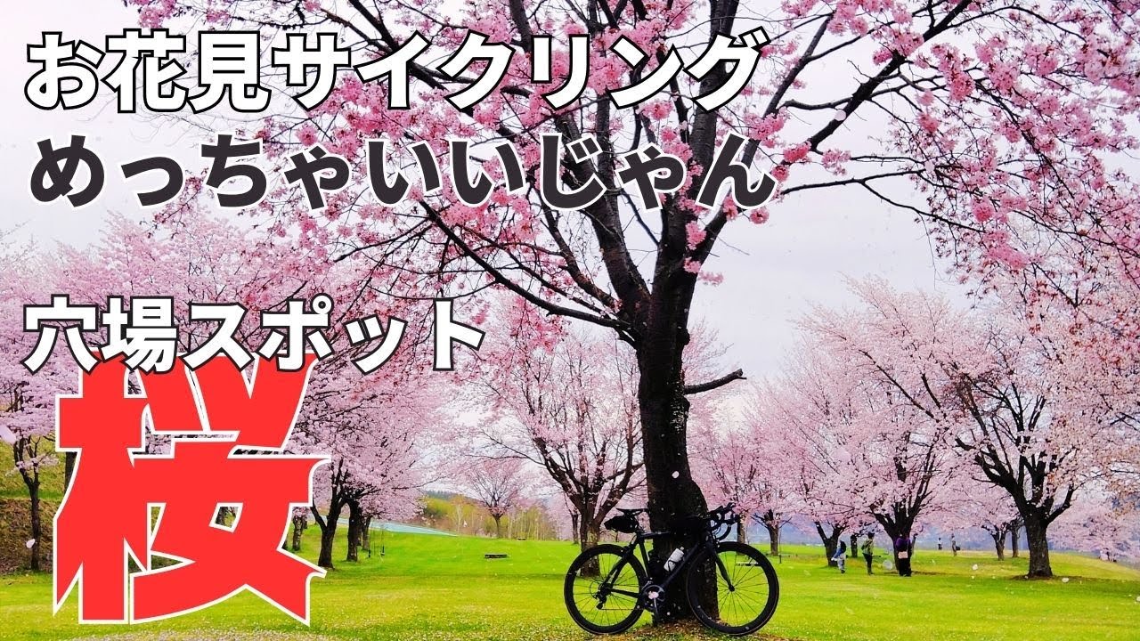【ロードバイク】お花見サイクリング　ここはまさに桜の穴場スポット