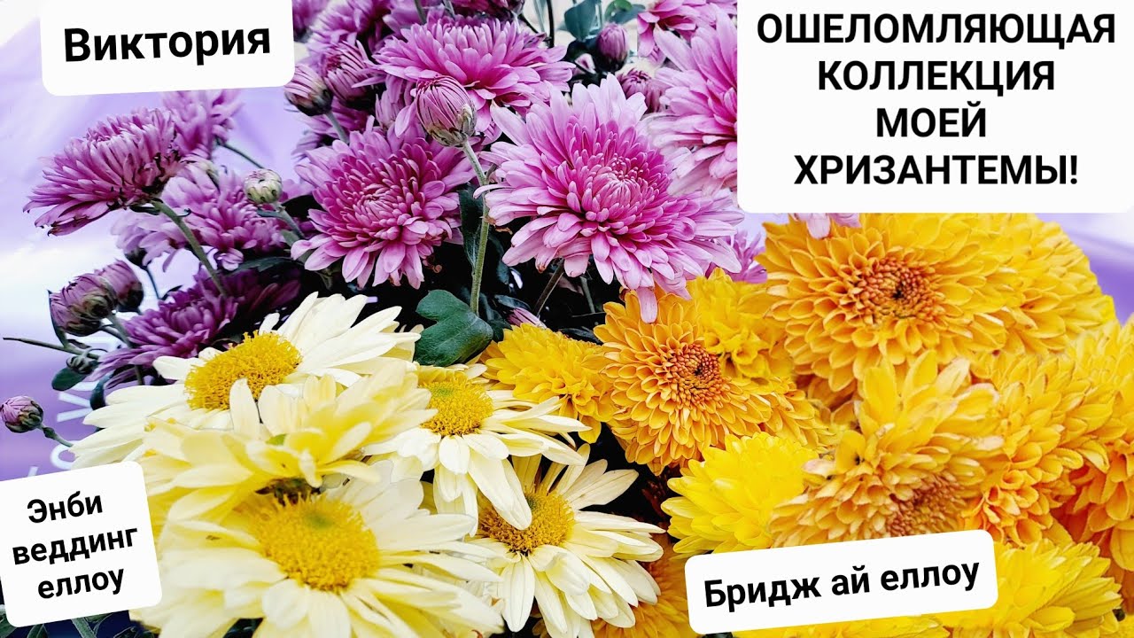 ОШЕЛОМЛЯЮЩАЯ КОЛЛЕКЦИЯ МОЕЙ ХРИЗАНТЕМЫ! ПРИГЛАШАЮ В МОЮ ТЕПЛИЦУ-БУДУЩИЙ ЗИМНИЙ САД!