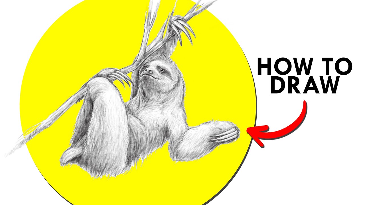 How To Draw A Sloth