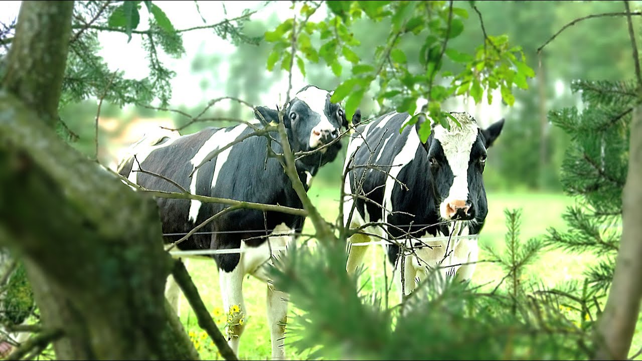Cow Therapy: 20 Minutes of Philosophical Grazing!