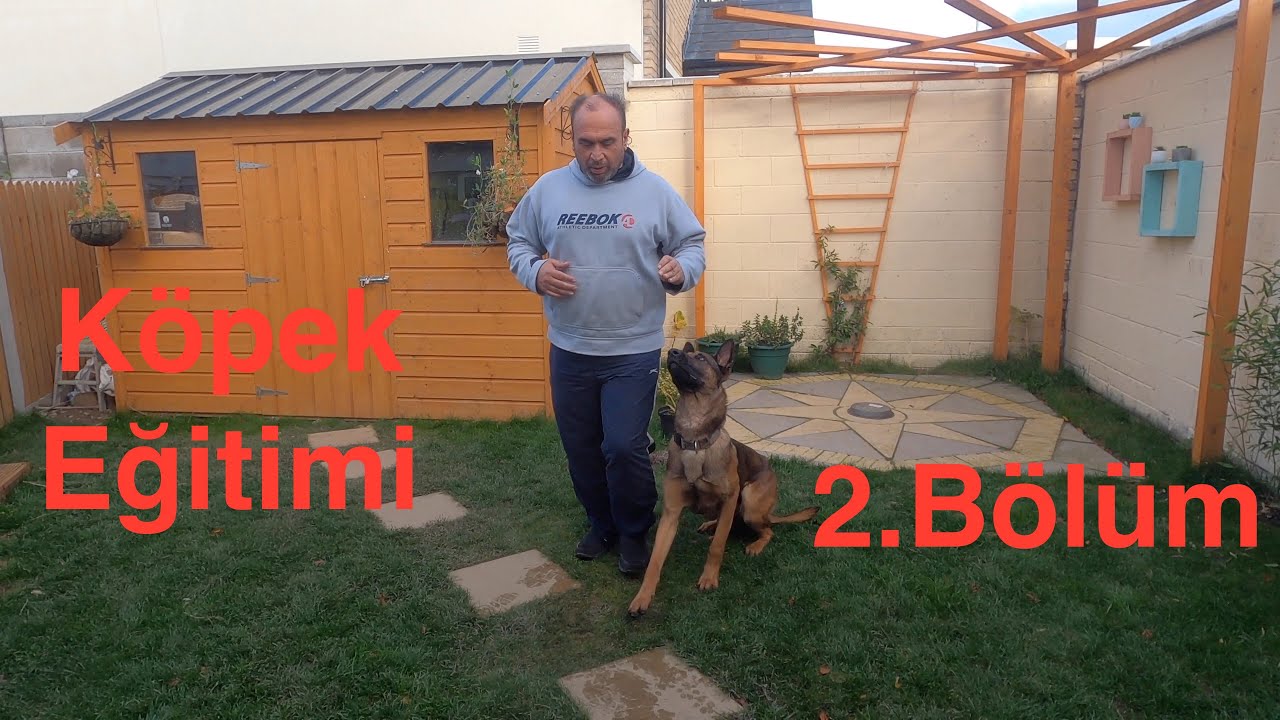 Dog training Köpeğinizi Eğitmenin Kolay Yolu 2. Bölüm (Yanda yürüme)