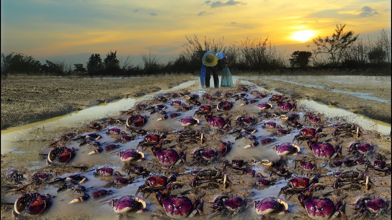 Traditional Fishing In Asia ! In Evening A Fisherman Find & Catch Crabs Snails Frog In Rice Field