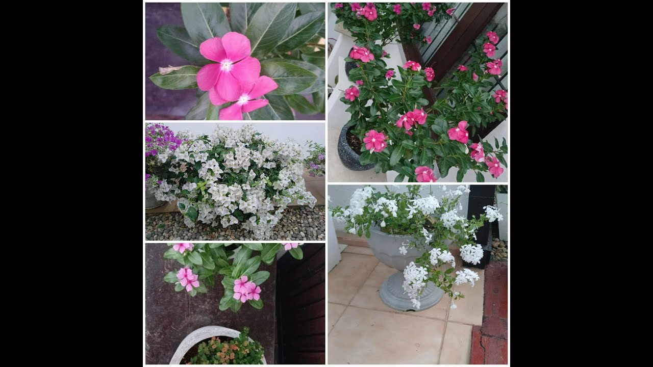 ඔබට ආරාධනාව... අදත් විදින්න මනසට භාවනාවක්...##relaxing #garden #plants 