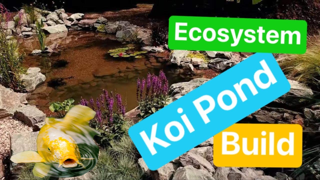 Ecosystem Koi Pond Build (Leicester) The Pond Advisor