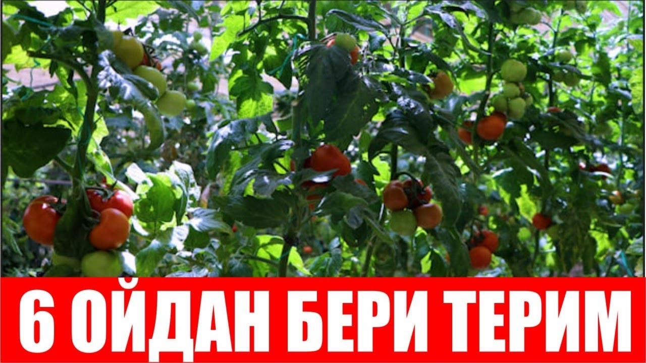 Хоразмда пайванд холатида етиштирилаётган Бетис F1 (Tomato Betis F1 Sakata)