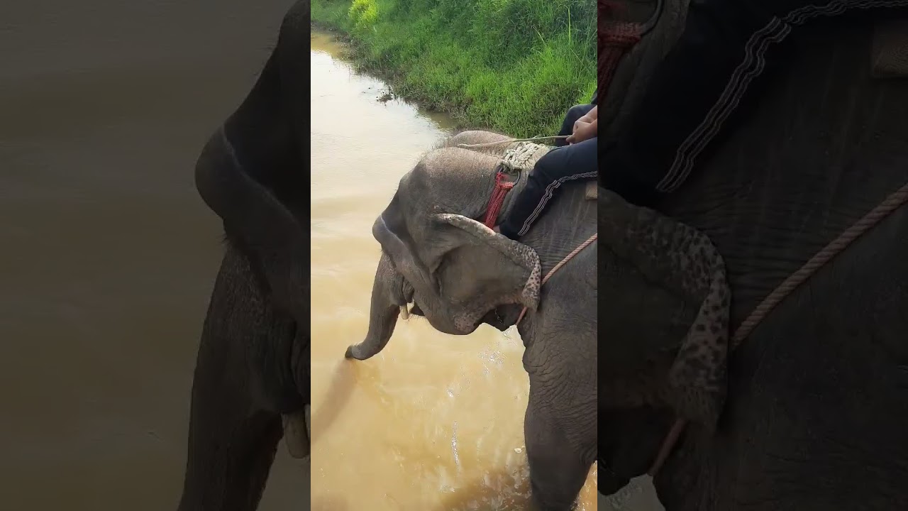 Elephant drinking water 💦🐘    #summer#water#river#nature #wildlife