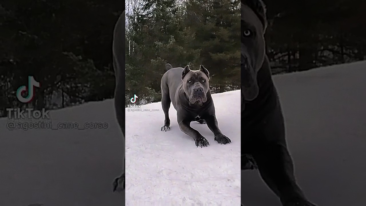 Dogo Argentino, Cane Corso, Kangal shepherd dog transformation #shorts #dog