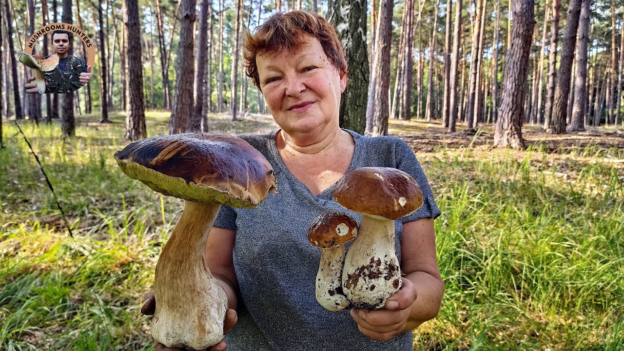Hríby Huby 5.9.2021 Záhorie Senica GIGANT Dubák, Dubákový ráj Boletus Funghi Grzyby Houby Mushrooms