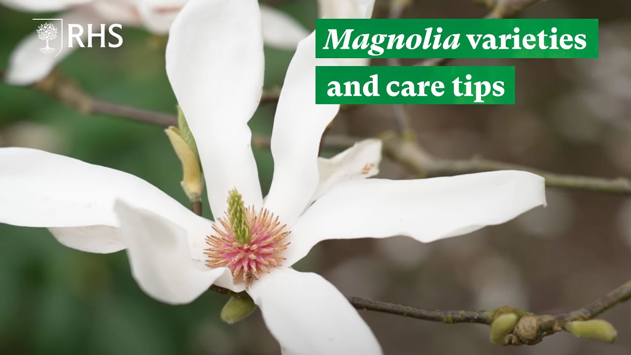 Magnolia varieties and care tips | The RHS