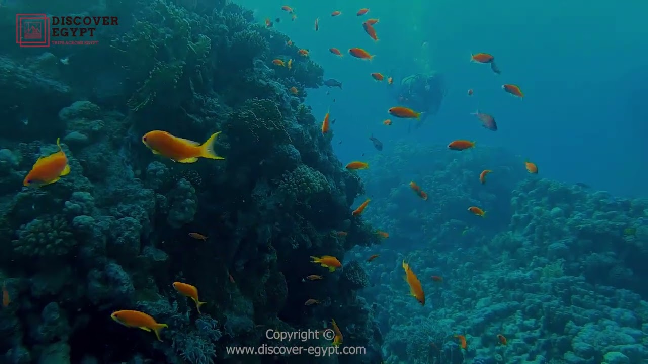 Red Sea, is home to a hidden paradise.🔥🐬🐟🐠🦐🦑🐙🦞🦀🐟🐡Y