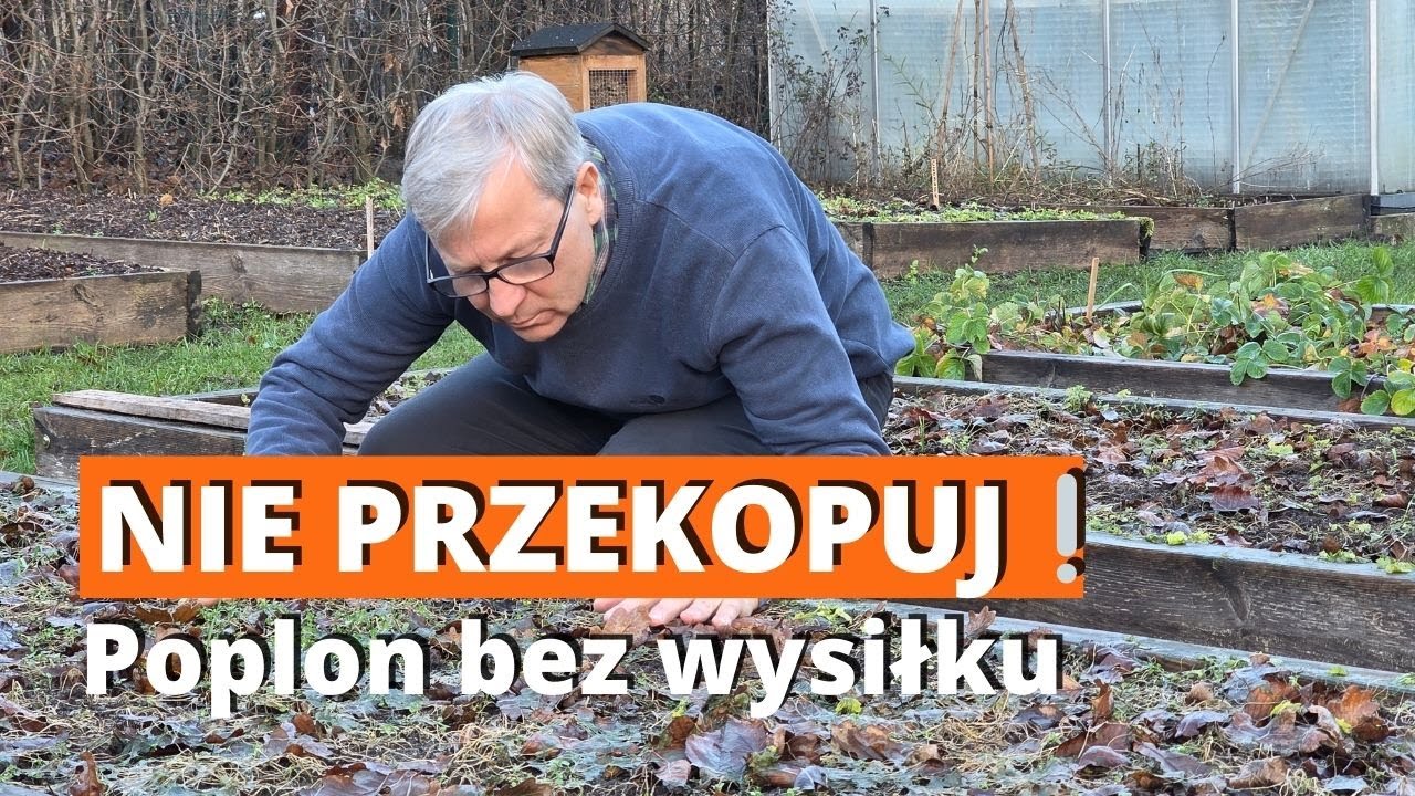 Nie przekopuj poplonu! 🌱 Zobacz, co dzieje się zimą. Jak stosować zielony nawóz bez pracy? No-Dig👨‍🌾