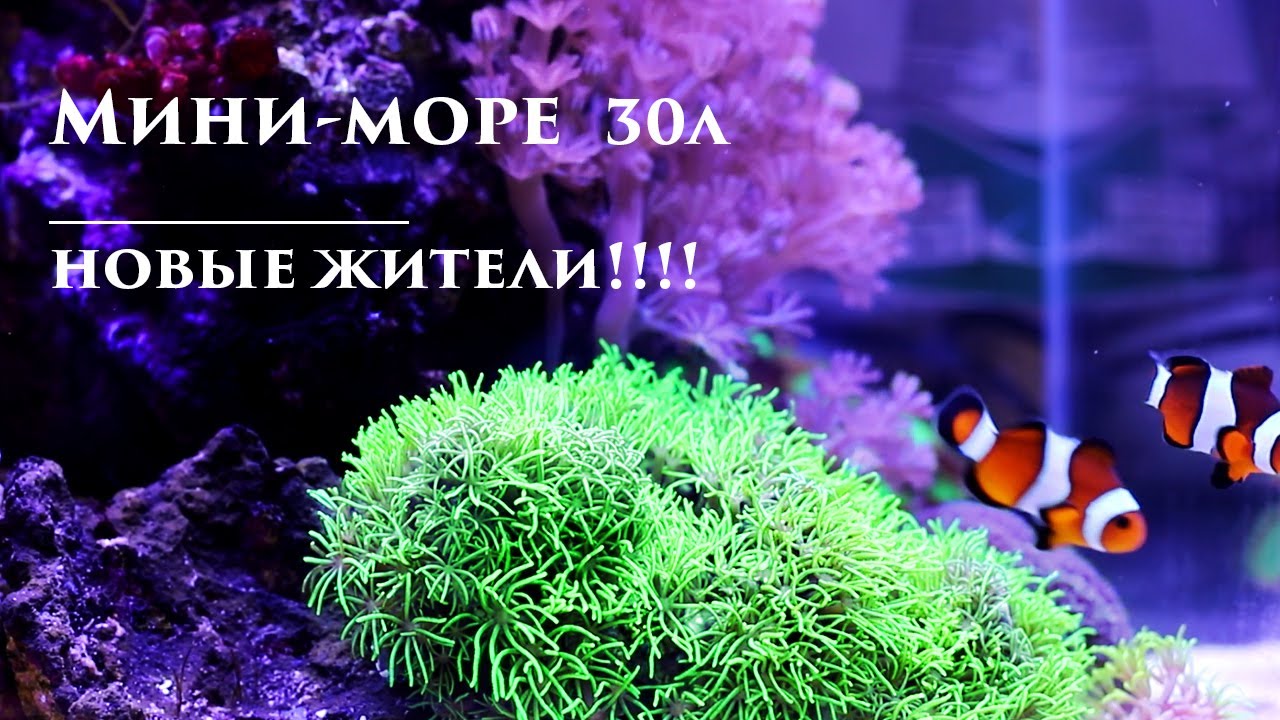 Морской аквариум: новые рыбки!!!