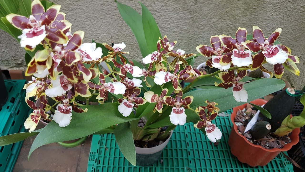 ORQUIDEA ONCIDIUM (Cuidados y Cultivo )
