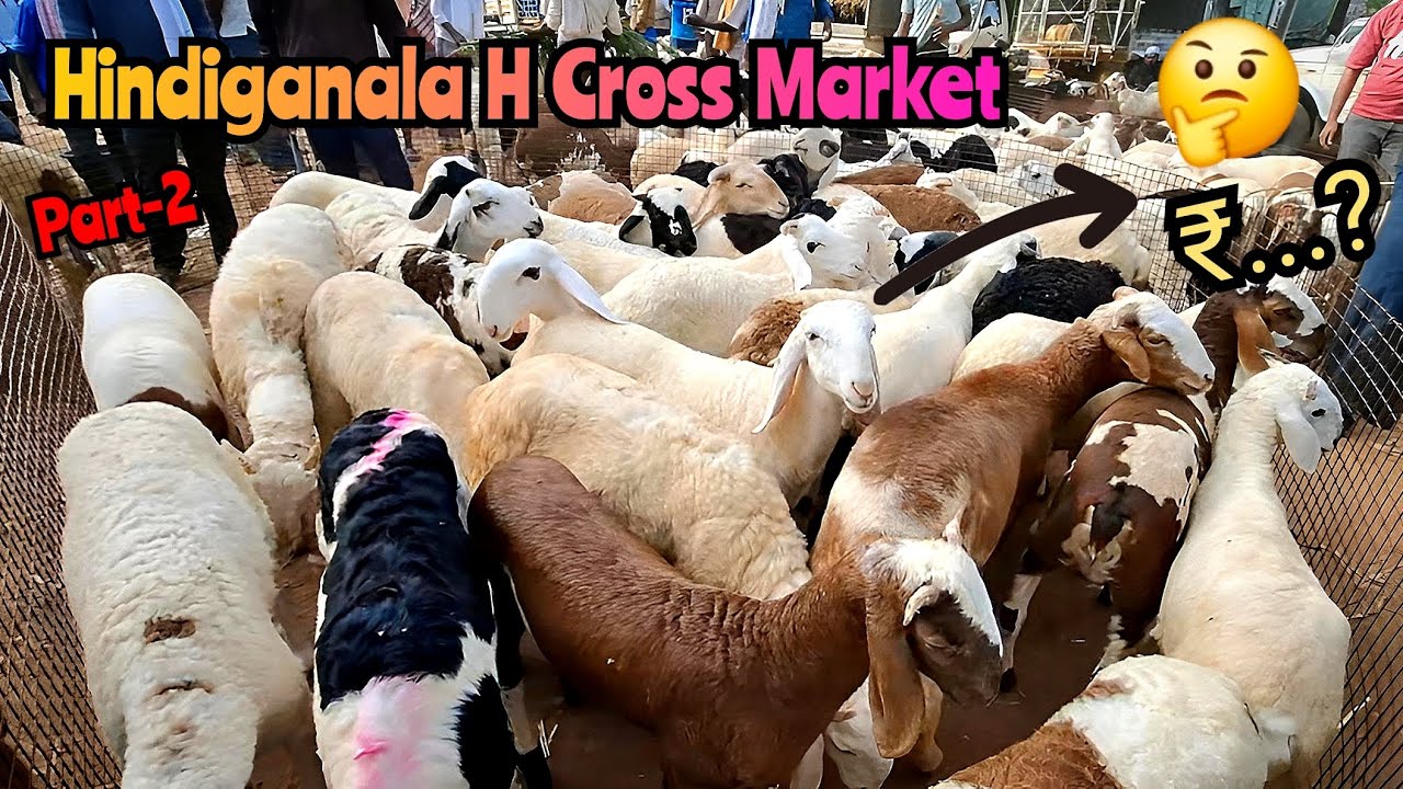 Hindiganala H Cross Sheep Market | July 7 | Full detail video | Part 2 | Must Watch 💯