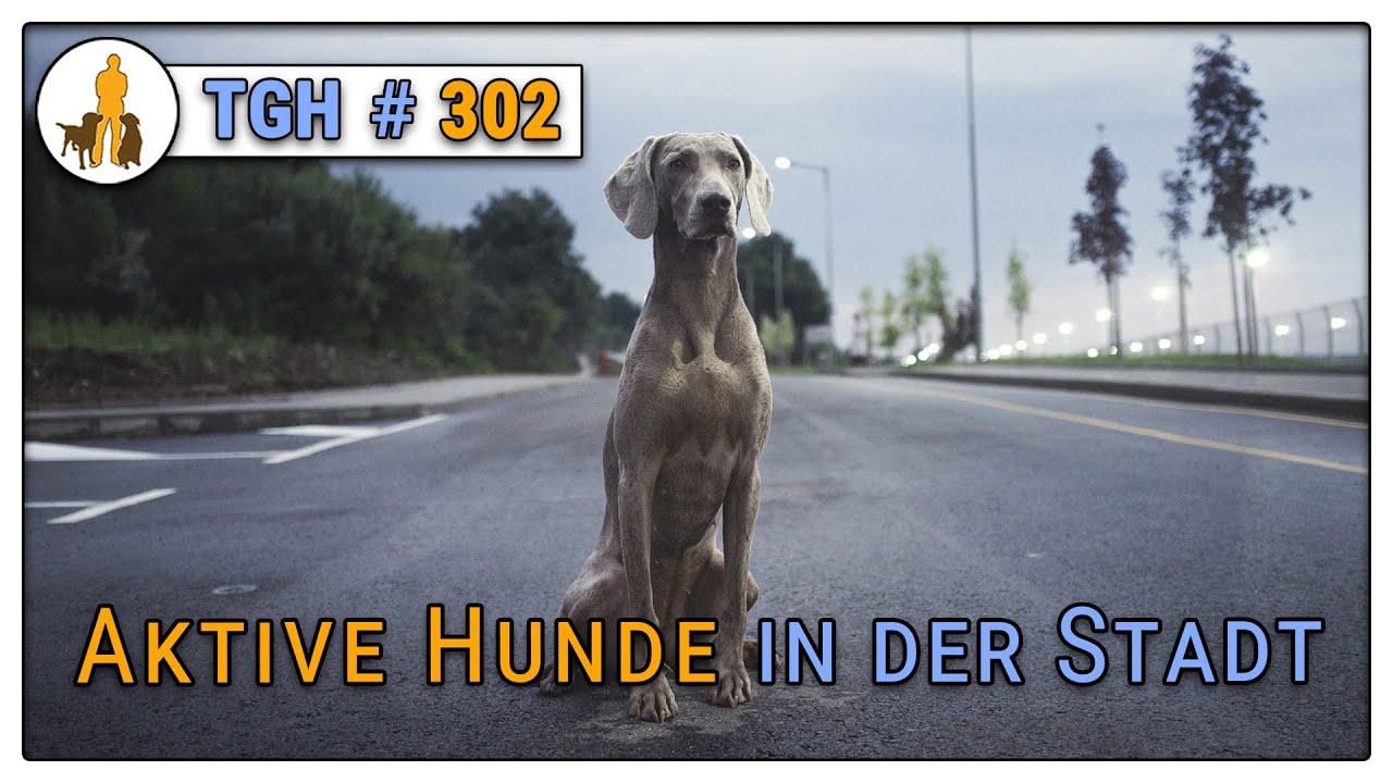 Anspruchsvolle Hunde in der Stadt - Arbeitshunde in der Stadt halten? - TGH 302
