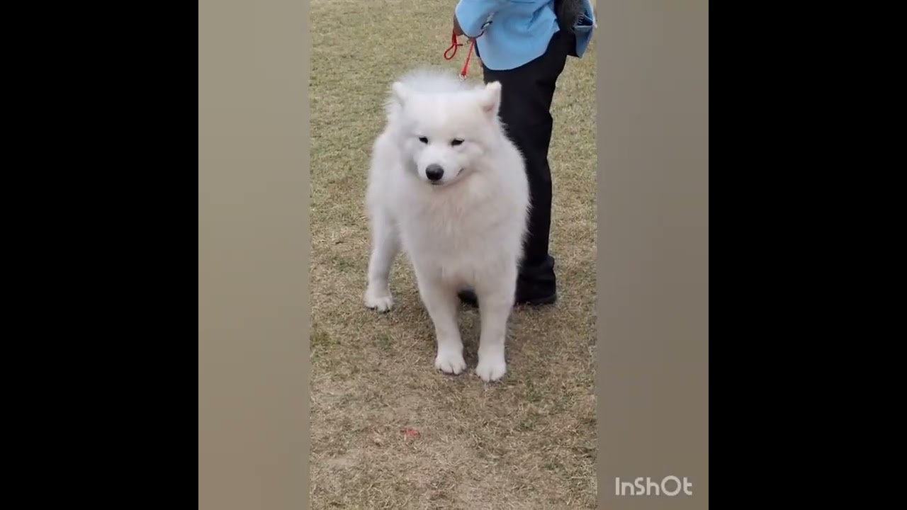 Dog show 2026,Madhyamgram,Kolkata🐾🐶❤️